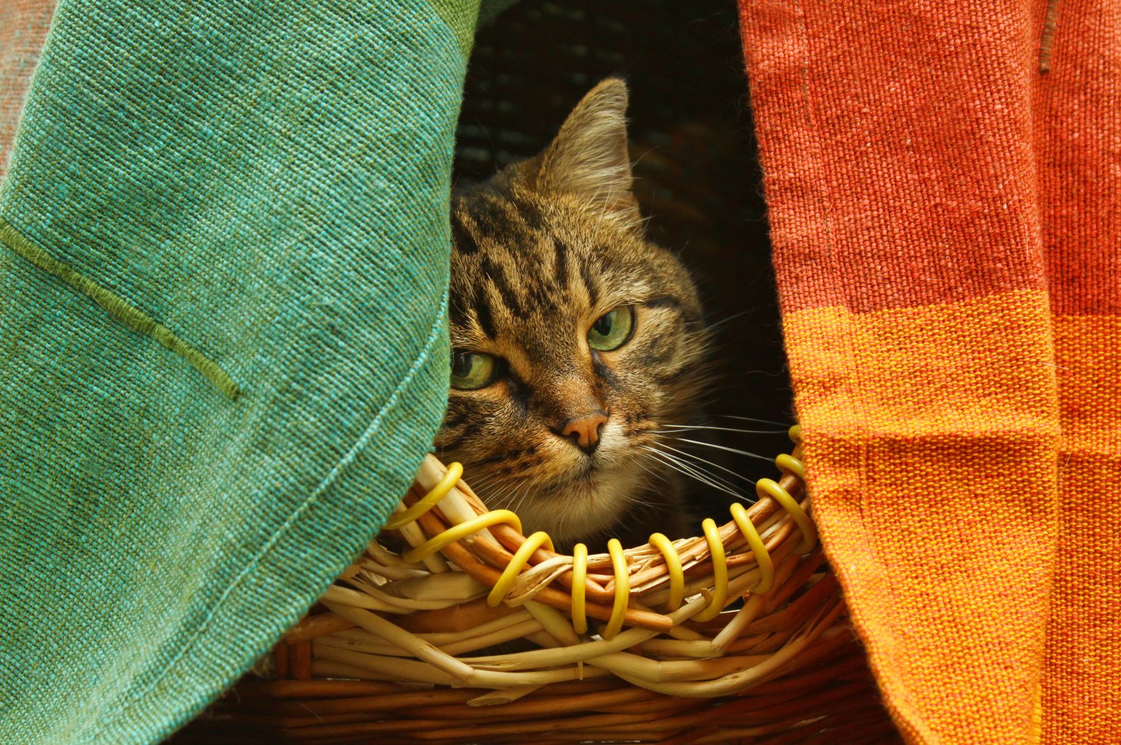 Cute cat watching from her hiding place